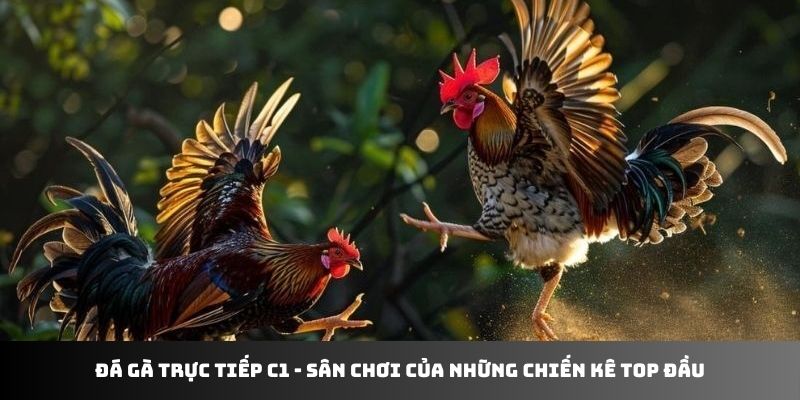 Đá gà trực tiếp C1 J88